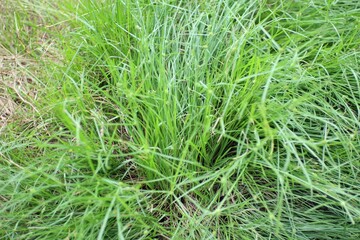 A dense patch of vibrant green grasses growing naturally in a field landscape