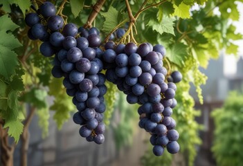 A bunch of blue grapes hanging from the tip of a long and slender green vine, blossom, clusters, foliage