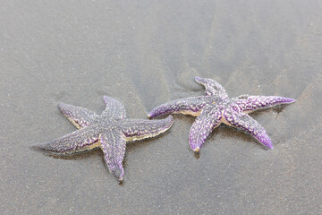 Amur starfish washed up on the sand by a storm. Kunashir. Southern Kuril Islands. Russia