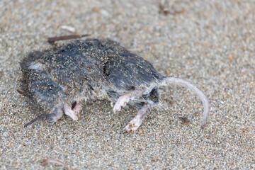 Dead mouse lying on sand, close-up