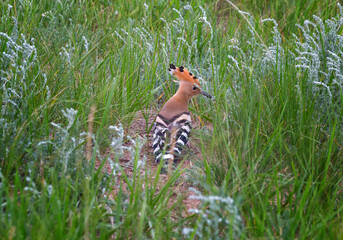 Hoopoe sits in green grass close up © Shchipkova Elena