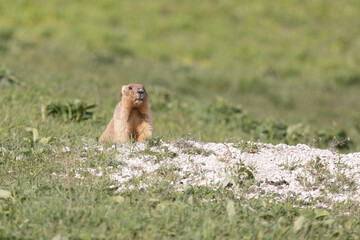 Bobak marmot stand on a grass on summer day