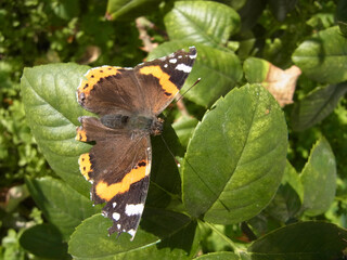 Farfalla