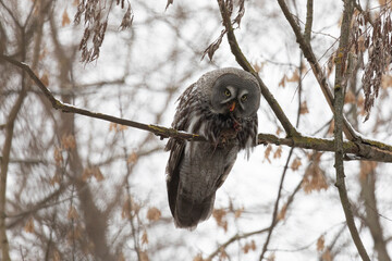 Great gray owl sitting on a tree branch with a caught mouse