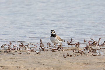 Common ringed plover on the sandy river bank
