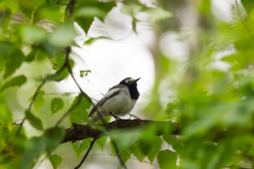 White Wagtail sits on a branch among the leaves