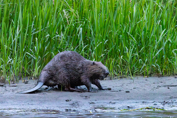 urasian beaver walks along the shore at dusk. Russia, Tuva Republic, Azas River