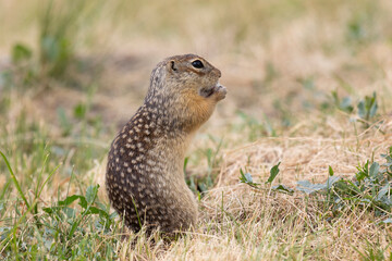 Gopher stands in the grass on a summer day