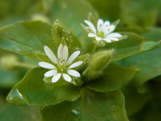 Fiore