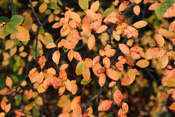 autumn bush with yellow leaves