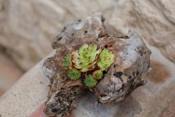 Succulent plant in a pot on a stone, close up