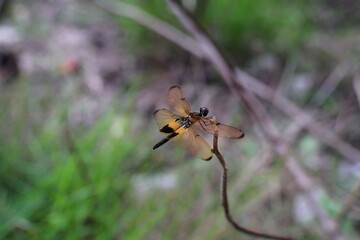Dragonfly perched on a twig with transparent wings and a vibrant yellow pattern