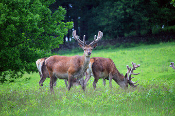 Wild Deer in a Country Park