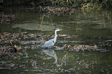 great blue heron in the water