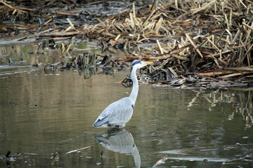 great blue heron in the water