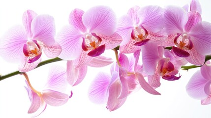 Fototapeta premium Delicate pink orchids on a soft white background showcasing vibrant blooms and intricate details ideal for spring decor and floral arrangements