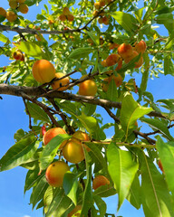 oranges on tree