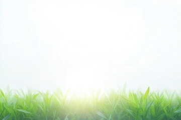 A clean bright background with the glare of sunlight providing copy space with fresh grass on the bottom.