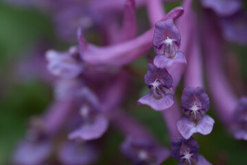 Cor&yacute;dalis s&oacute;lida, fumewort