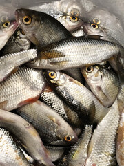 Bucket full of fresh roach, successful fishing