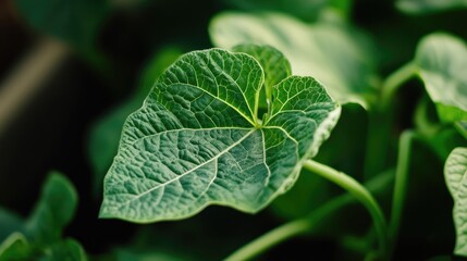Closeup of a vibrant melon leaf showcasing intricate texture and patterns against a soft natural background for botanical illustration use.
