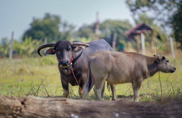 Obraz premium Thai buffalo