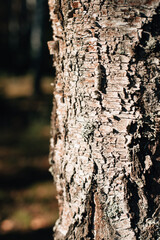 pine bark texture close up