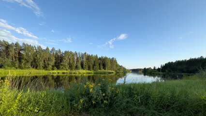 Yellow wildflowers with the Gauja River and a pine forest in the background
