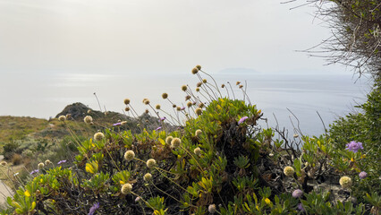 Wildflowers bloom on a cliffside with the ocean in the distance.