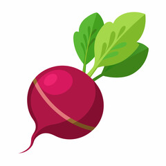 Beetroot vector illustration white background