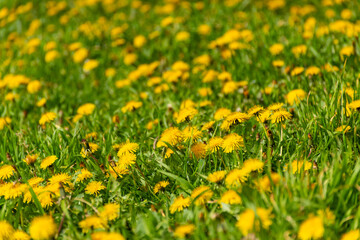 field of yellow dandelions