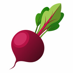 Beetroot vector illustration white background