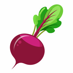 Beetroot vector illustration white background