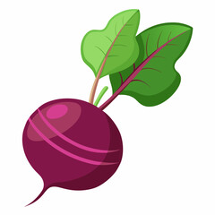 Beetroot vector illustration white background