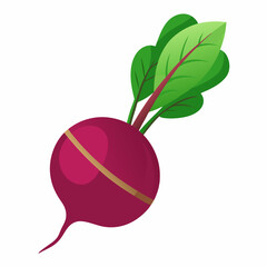 Beetroot vector illustration white background