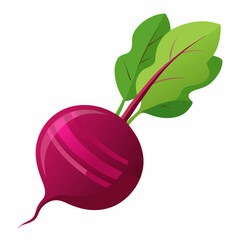 Beetroot vector illustration white background
