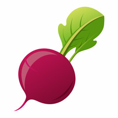 Beetroot vector illustration white background