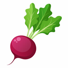 Beetroot vector illustration white background