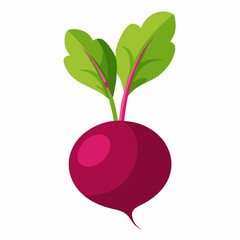 Beetroot vector illustration white background