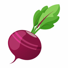 Beetroot vector illustration white background