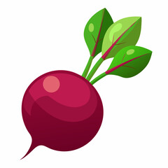 Beetroot vector illustration white background