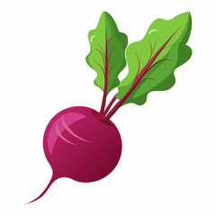 Beetroot vector illustration white background