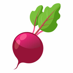 Beetroot vector illustration white background