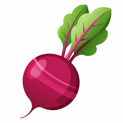 Beetroot vector illustration white background