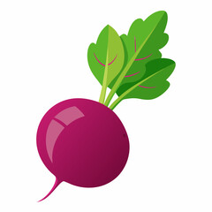 Beetroot vector illustration white background