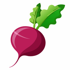 Beetroot vector illustration white background