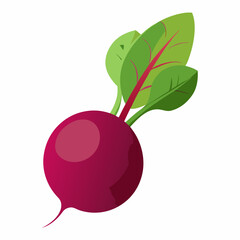 Beetroot vector illustration white background