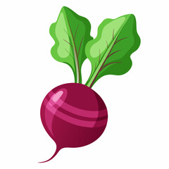 Beetroot vector illustration white background
