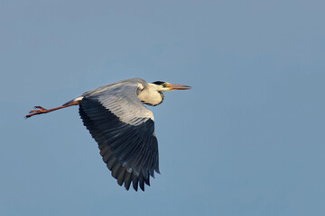 Grey Heron (Ardea cinerea) in flight against the sky. Bird in flight.
