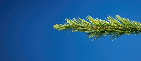 Fresh Green Sprig Against a Clear Azure Sky with Ample Negative Space for Text Placement Perfect for Nature-Themed Designs